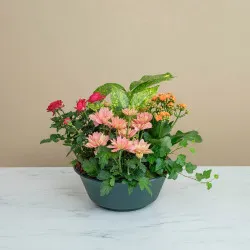 Podwójne współczucie