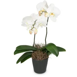 White Dream (orchidea)