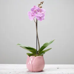 SINGLE PLANT