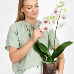 Biało-różowa orchidea w wazonie