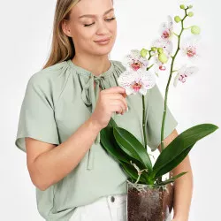 Biało-różowa orchidea w wazonie