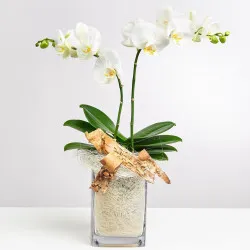 Biała orchidea w wazonie z lnem