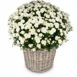 Ruhe sanft (Chrysantheme weiss, für den Friedhof)