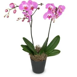 Głęboko różowa orchidea (Phalaenopsis)
