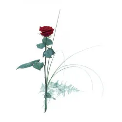 Pojedynczy kwiat - Czerwona róża