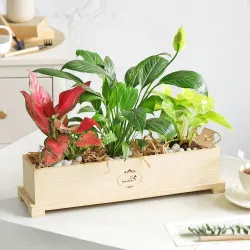 Bukiet Evergreen Bliss
