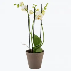 Orchid White Cream