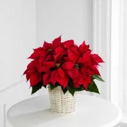 Red Poinsettia Basket (Small)