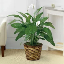 Spathiphyllum