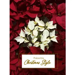Czerwona poinsecja