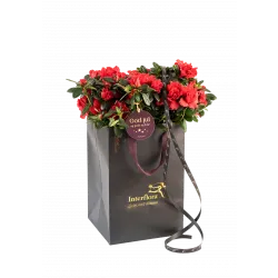 Kompozycja Shimmering Red