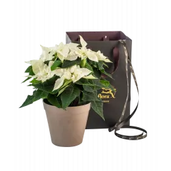 Poinsecja Christmas Tradition White
