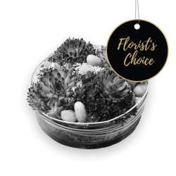 Arrangement of Plants