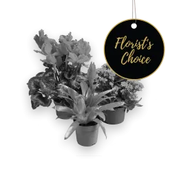 Single Plant