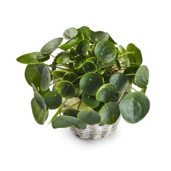 Pilea