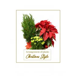 Arrangement of plants - Christmas Style