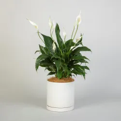 White Peace Lily