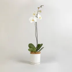 Moth Orchid