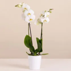 Biała Orchidea