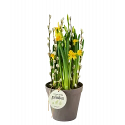 Daffodil Joy 240151