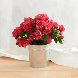 Azalee avec cache pot - Azalia z osłoną na doniczkę