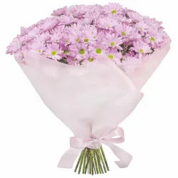 Bouquet of pink marguerite 