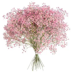 Bouquet of pink gypsophila