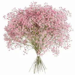 Bukiet różowej gipsówki