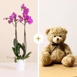 Różowa orchidea z misiem
