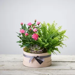 Arrangements Of Plants