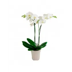 Orchidea
