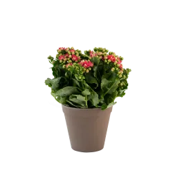 Calandiva pomarańczowy 242645