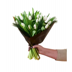 Świąteczne tulipany białe 240518