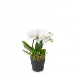 Biała orchidea (Phalaenopsis)