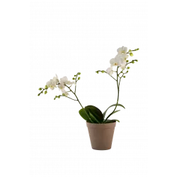 Orchid White 242678