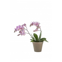 Orchid Pink 242679