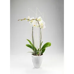 Orchidea