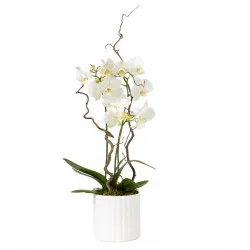 White orchid in a pot