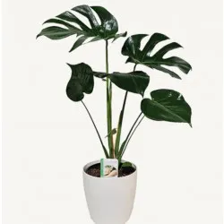 Monstera Deliciosa