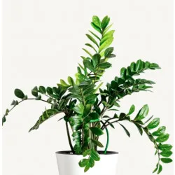 Zamioculcas ZZ