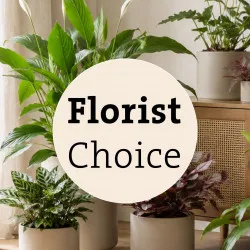 Arrangement of Plants