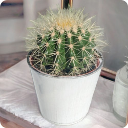 Kaktus kula w doniczce