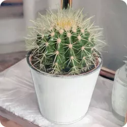 Cactus in a pot