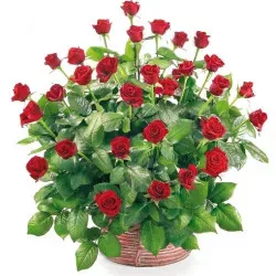 50 roses in a basket