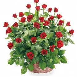 Basket of 30 roses