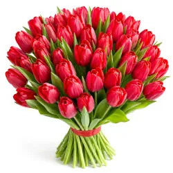 Czerwone tulipany 12-100 szt.