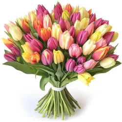 Kolorowe tulipany 12-100 szt.