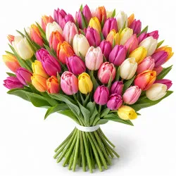 Colorful tulips 12-100 pcs.