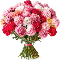 Colorful carnations 11-100 pcs.
