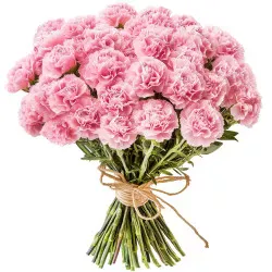 Pink carnations 11-100 pcs.